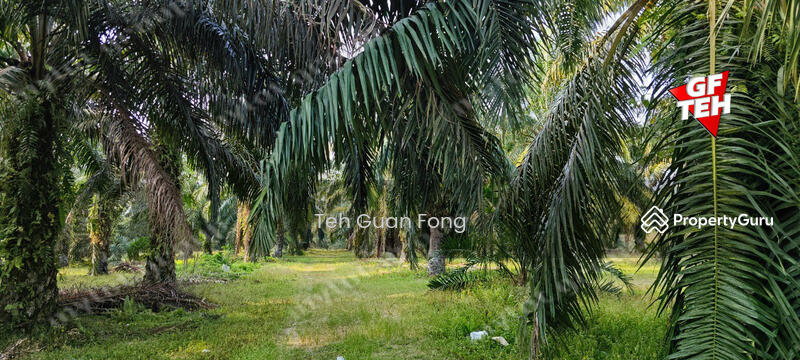 Agricultural Land for Sale in Kampung Changkat Dain (Sungai Jawi) - Teh Guan Fong - PropertyGuru.com.my