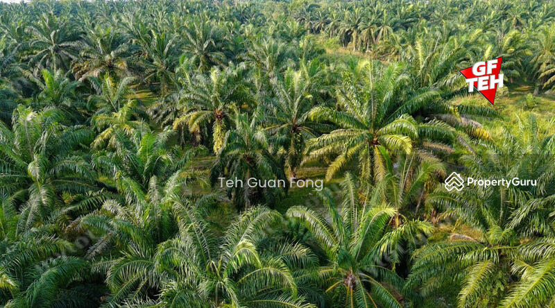 Agricultural Land for Sale in Kampung Changkat Dain (Sungai Jawi) - Teh Guan Fong - PropertyGuru.com.my