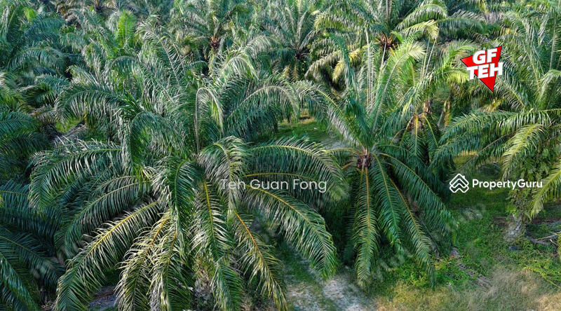 Agricultural Land for Sale in Kampung Changkat Dain (Sungai Jawi) - Teh Guan Fong - PropertyGuru.com.my