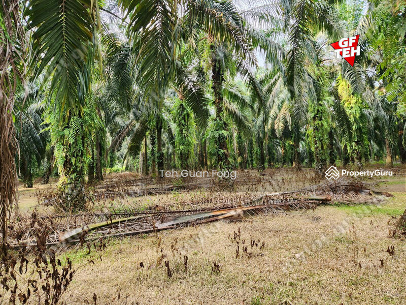 Tanah Pertanian untuk Dijual di Rantau Panjang (Selama) - Teh Guan Fong - PropertyGuru.com.my