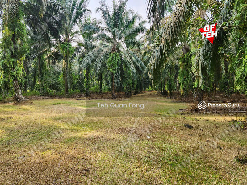 Tanah Pertanian untuk Dijual di Rantau Panjang (Selama) - Teh Guan Fong - PropertyGuru.com.my