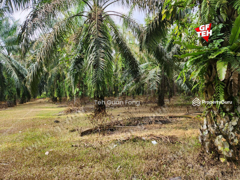 Tanah Pertanian untuk Dijual di Rantau Panjang (Selama) - Teh Guan Fong - PropertyGuru.com.my