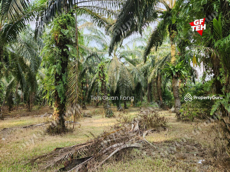 Tanah Pertanian untuk Dijual di Rantau Panjang (Selama) - Teh Guan Fong - PropertyGuru.com.my