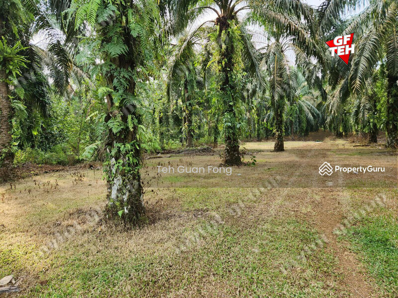 Tanah Pertanian untuk Dijual di Rantau Panjang (Selama) - Teh Guan Fong - PropertyGuru.com.my