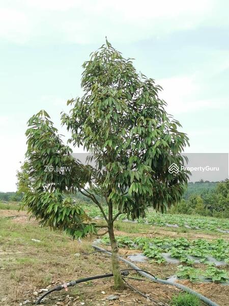 For Sale - Yong Peng Durian Farm