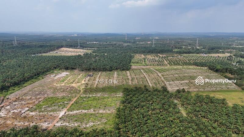 For Sale - Yong Peng Durian Farm