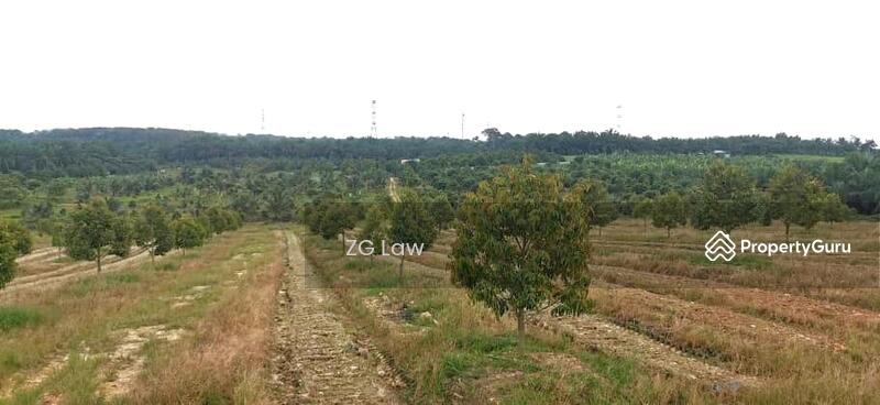 For Sale - Yong Peng Durian Farm