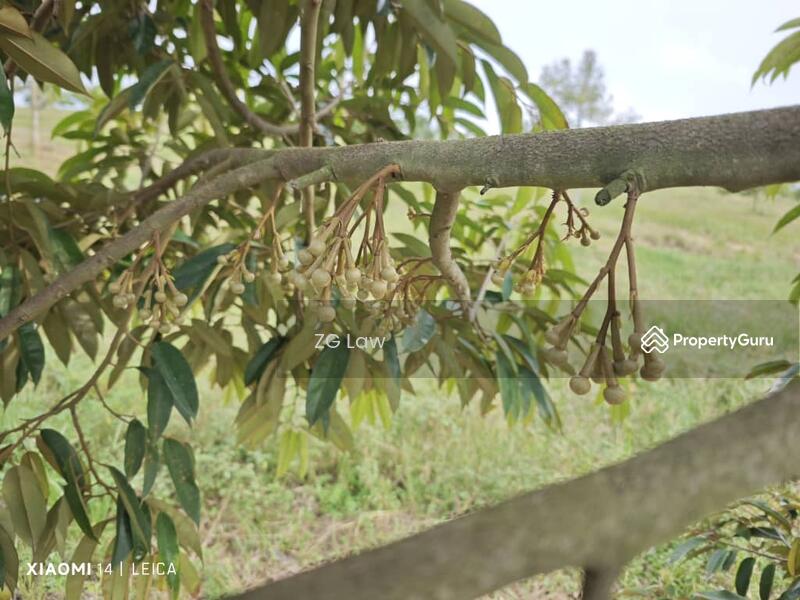 For Sale - Yong Peng Durian Farm