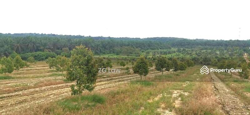 For Sale - Yong Peng Durian Farm
