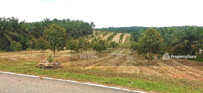 For Sale - Yong Peng Durian Farm