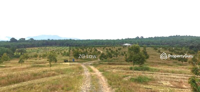 For Sale - Yong Peng Durian Farm