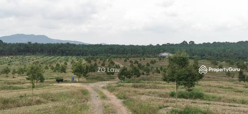 For Sale - Yong Peng Durian Farm