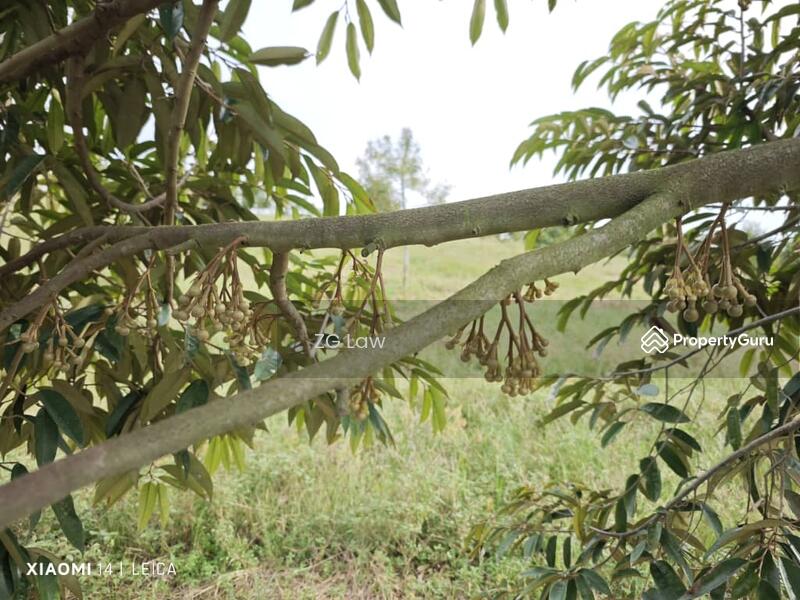 For Sale - Yong Peng Durian Farm