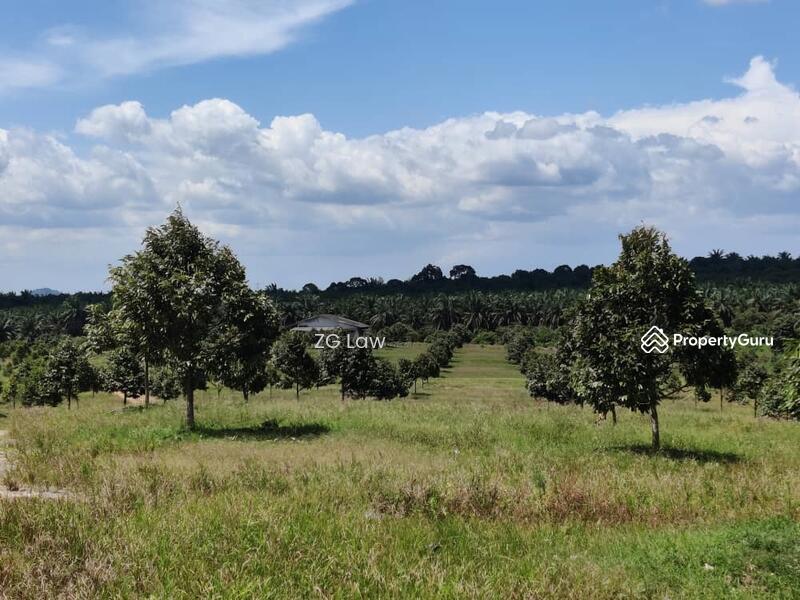 For Sale - Yong Peng Durian Farm
