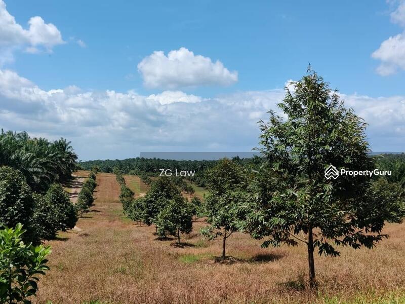 For Sale - Yong Peng Durian Farm