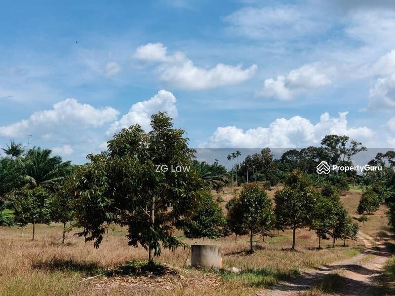 For Sale - Yong Peng Durian Farm
