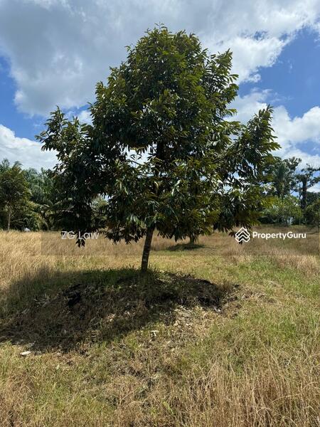 For Sale - Yong Peng Durian Farm
