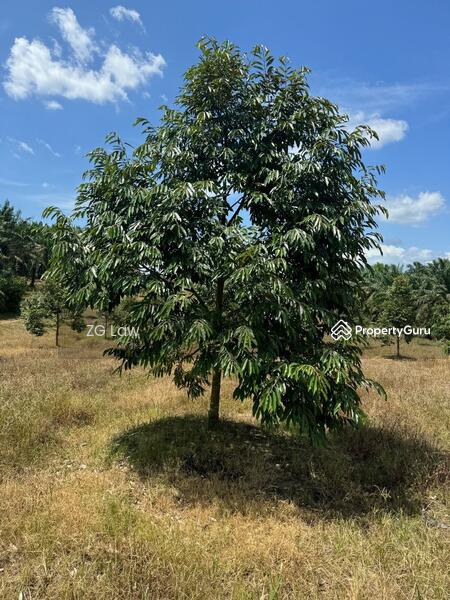 For Sale - Yong Peng Durian Farm