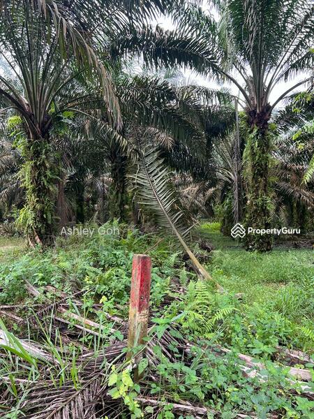 Untuk Dijual - 12 acres Oil Palm, Jemaluang to Mersing,Freehold,Kota Tinggi