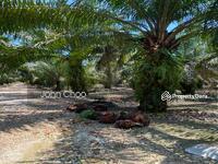For Sale - Pontian 20 acres Oil Palm Land For Sale
