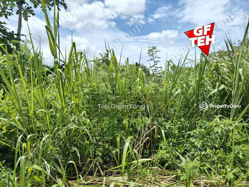 Agricultural Land for Sale in Mengkuang (Kubang Semang) - Teh Guan Fong - PropertyGuru.com.my