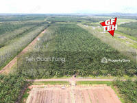 For Sale - 24.565 Relung | Agricultural Land | Pendang | Kedah 3.23 psf b