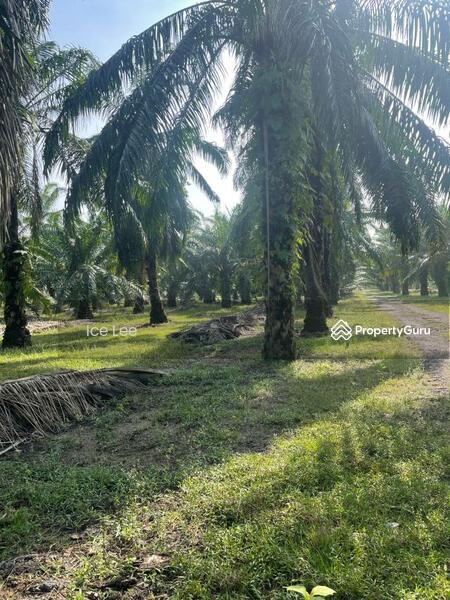 Agricultural Land for Sale in Telok Panglima Garang (Selangor) - Ice Lee - PropertyGuru.com.my