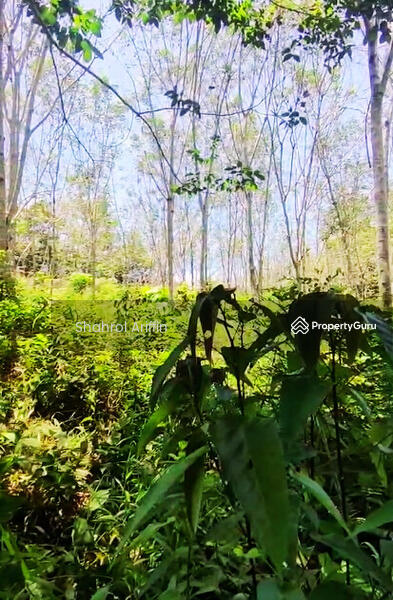 Agricultural Land for Sale in Pekan Gerik (Gerik) - Shahrol Ariffin - PropertyGuru.com.my