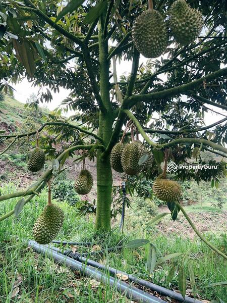 For Sale - Kuala Lipis