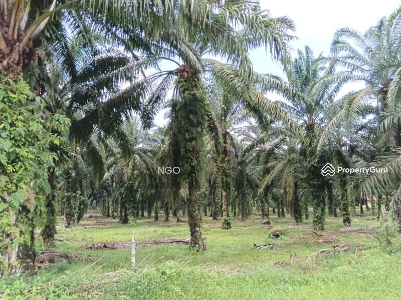 For Sale - Agricultural Land Jalan Yong Peng