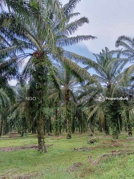 For Sale - Agricultural Land Jalan Yong Peng