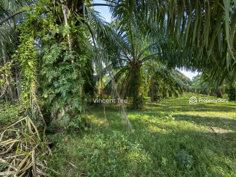 Untuk Dijual - 8 Acres Freehold Agriculture Land Jeram Kuala Selangor