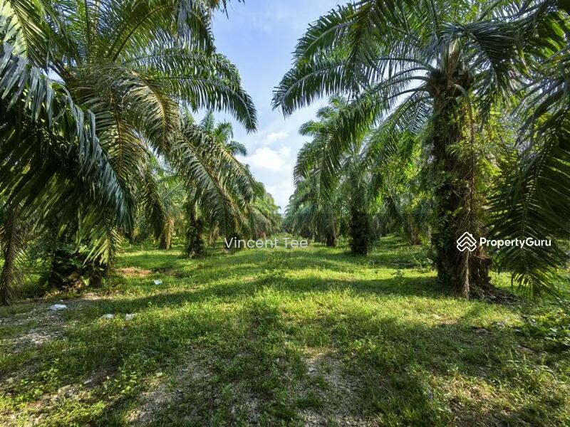 Untuk Dijual - 8 Acres Freehold Agriculture Land Jeram Kuala Selangor