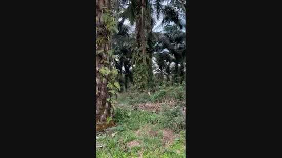Agricultural Land for Sale in Pekan Nenas (Jeram Batu) - Mindy Lee - PropertyGuru.com.my