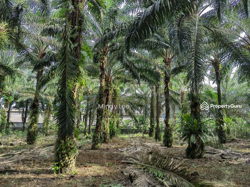 Agricultural Land for Sale in Pekan Nenas (Jeram Batu) - Mindy Lee - PropertyGuru.com.my