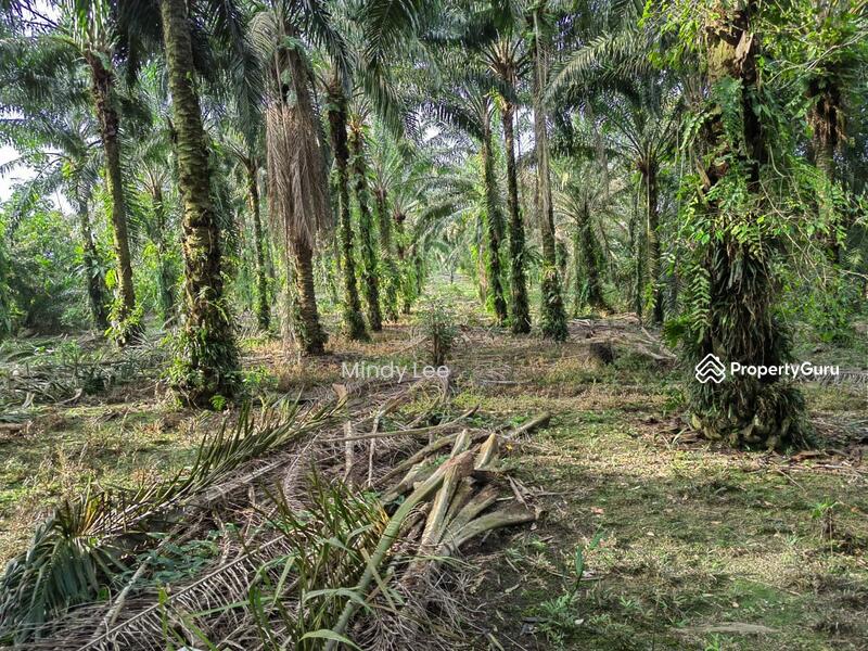 Agricultural Land for Sale in Pekan Nenas (Jeram Batu) - Mindy Lee - PropertyGuru.com.my