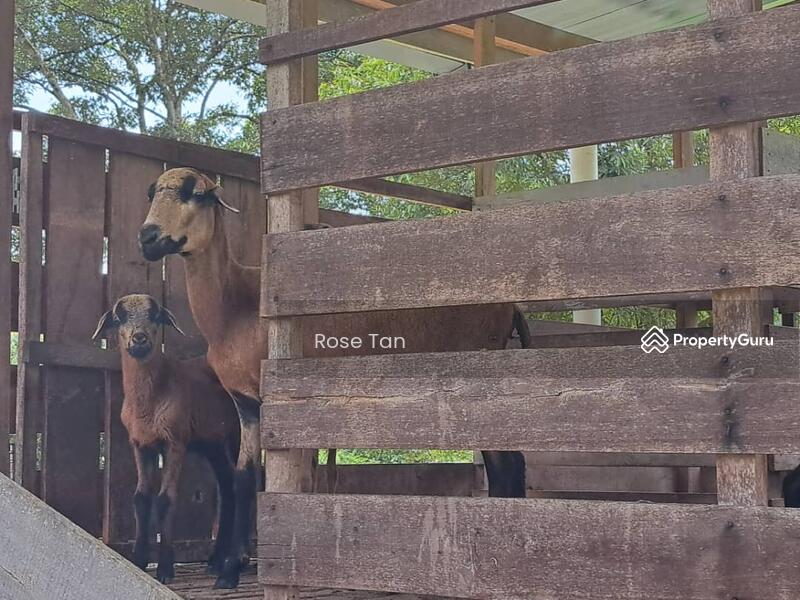 For Sale - Kundor Hilir Matured Durian Farm Seremban Negeri Sembilan