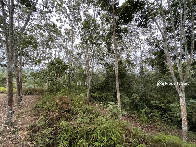 Untuk Dijual - Gerik, Perak 5 Acres Land With Rubber Trees