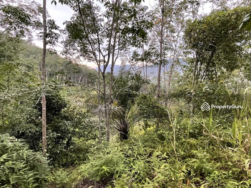 Untuk Dijual - Gerik, Perak 5 Acres Land With Rubber Trees
