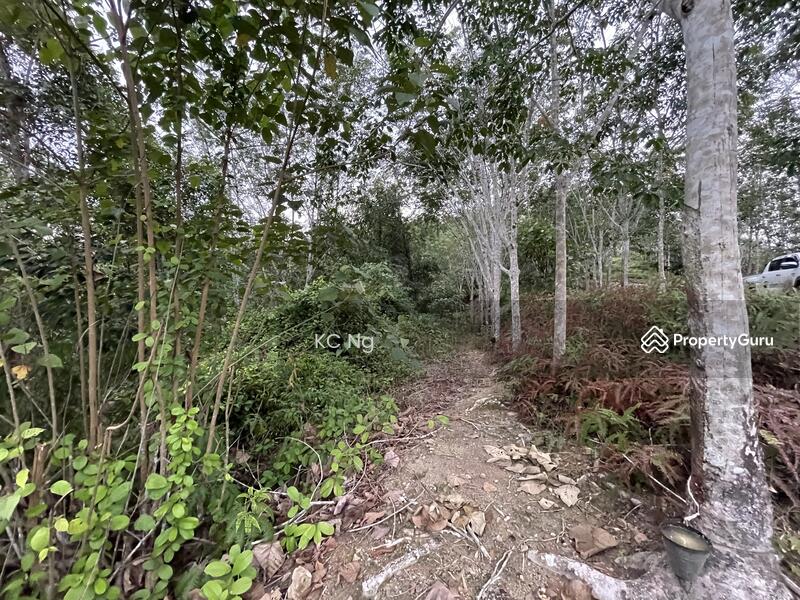 Untuk Dijual - Gerik, Perak 5 Acres Land With Rubber Trees