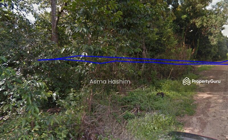 For Sale - Rembia melacca