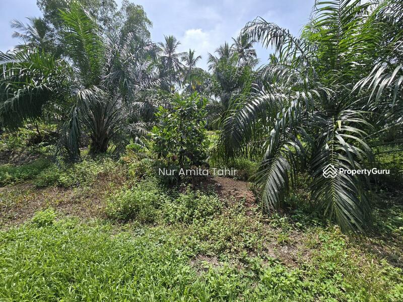 For Sale - Kampung Bukit Kapar