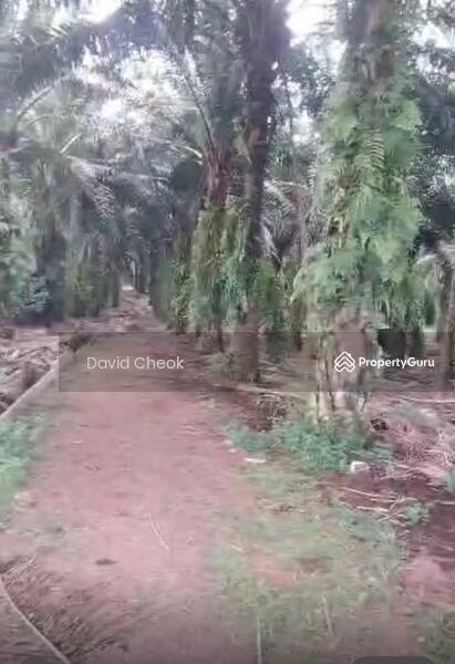 For Sale - Worth Deal // Sendayan // Spring Hills With Palm Oil // 4.1 Acre
