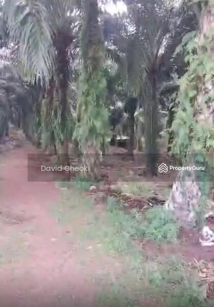 For Sale - Worth Deal // Sendayan // Spring Hills With Palm Oil // 4.1 Acre