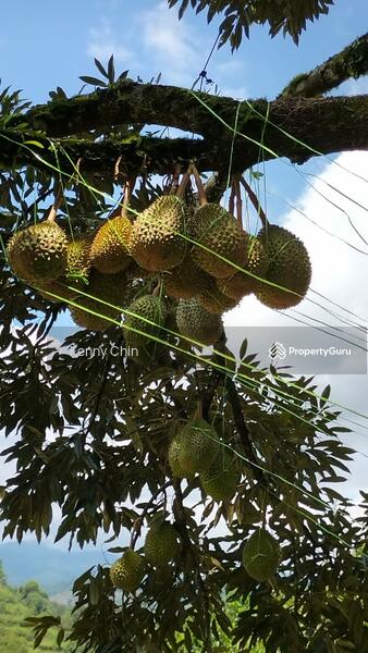 For Sale - 8 Acres Durian Land, Raub, Sungai Chetang