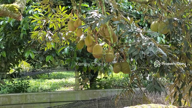 For Sale - 8 Acres Durian Land, Raub, Sungai Chetang