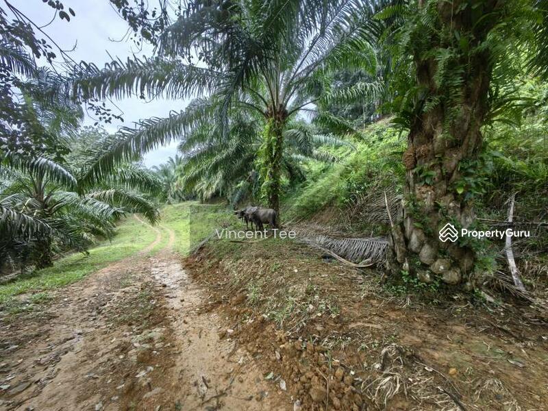 Untuk Dijual - 125 Acre Freehold Agriculture Land Kuala Pilah
