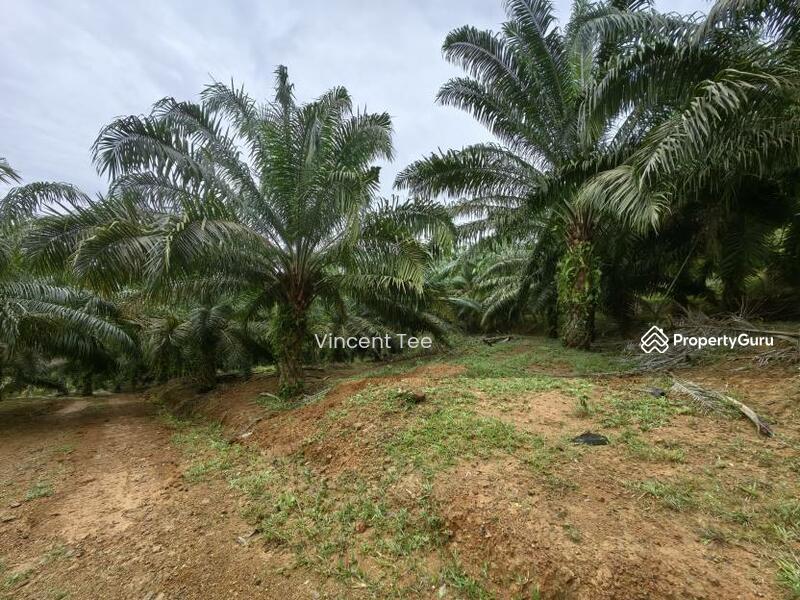 Untuk Dijual - 125 Acre Freehold Agriculture Land Kuala Pilah