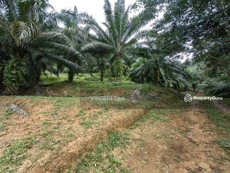 Untuk Dijual - 125 Acre Freehold Agriculture Land Kuala Pilah