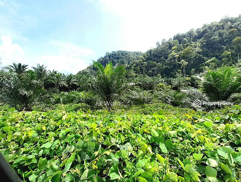 For Sale - 955 ac non bumi plantation in Sg Siput